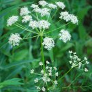 Caraway Carum Carvi Herb Seeds Hardy Grower Easy to Grow
