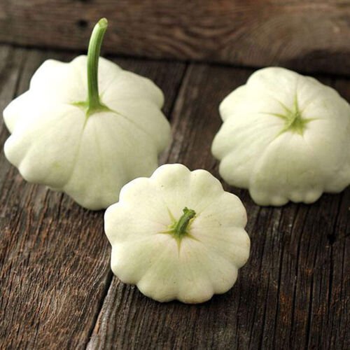 Scallop Early White Bush Squash Summer Cucurbita Pepo Vegetable Seeds Easy to Grow
