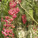 Schinus Molle Peruvian Peppertree Tree Seeds Feathery Graceful Foliage Easy to Grow