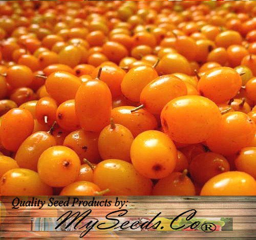 Hippophae Rhamnoides Sea Buckthorn Seaberry Shrub Seeds Edible Fruits Easy to Grow