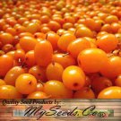 Hippophae Rhamnoides Sea Buckthorn Seaberry Shrub Seeds Edible Fruits Easy to Grow