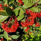 Cotoneaster Coriaceus Db Milkflower Cotoneaster Tree Seeds Showy Flowers Easy to Grow