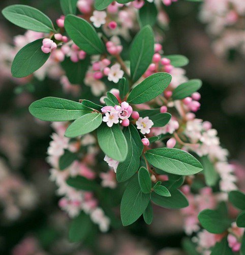 Cotoneaster Divaricatus Spreading Cotoneaster Shrub Seeds Great Groundcover Easy to Grow