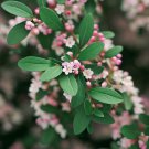 Cotoneaster Divaricatus Spreading Cotoneaster Shrub Seeds Great Groundcover Easy to Grow