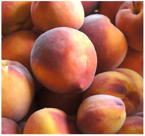 Prunus Persica Nemaguard Nemaguard Peach Tree Seeds  Easy to Grow