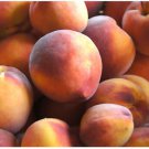 Prunus Persica Nemaguard Nemaguard Peach Tree Seeds  Easy to Grow