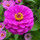 Zinnia Elegans Zinnia Lavender Flower Seeds Eye Catching Appearance Easy to Grow
