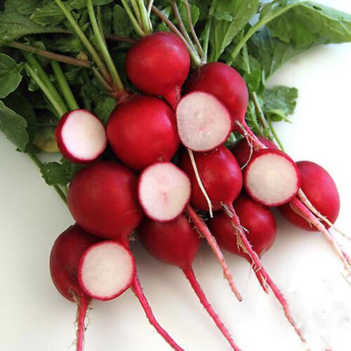 Crimson Giant Radish Raphanus Sativus Vegetable Seeds Quick To Mature Easy to Grow