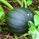 Table King Acorn Bush Squash Winter Cucurbita Pepo Vegetable Seeds Easy to Grow