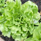 Broadleaf Batavian Endive Cichorium Endivia Vegetable Seeds Cold Hardy Easy to Grow