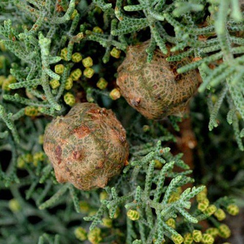 Cupressus Lusitanica Bentham Cypress Tree Seeds Impressive Heights Easy to Grow