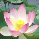 Nelumbo Nucifera Sacred Lotus Plant Seeds Incredible Longevity Easy to Grow