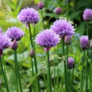 Chives Onion Common Chives Allium Schoenoprasum Herb Seeds Perennial Herb Easy to Grow Chives Onion Common Chives Allium Schoenoprasum Herb Seeds Perennial Herb Easy to Grow