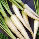 Lunar White Carrot Daucus Carota Vegetable Seeds Unique White Color Easy to Grow