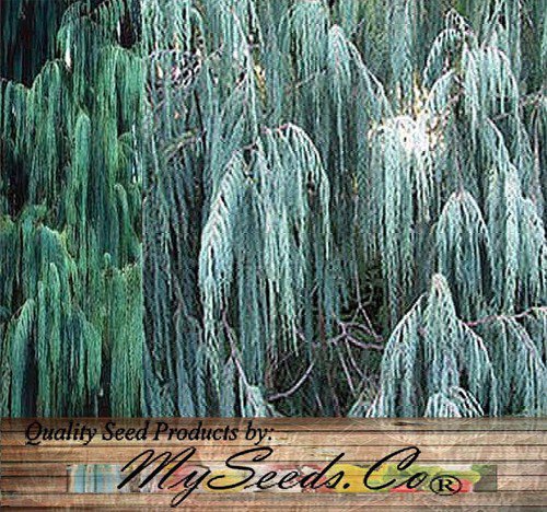 Cupressus Darjeelingensis Kashmir Cypress Tree Seeds Distinctive Appearance Easy to Grow