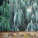 Cupressus Darjeelingensis Kashmir Cypress Tree Seeds Distinctive Appearance Easy to Grow