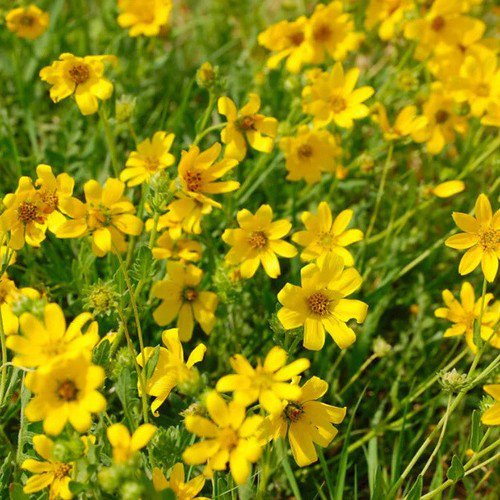 Engelmannia Peristenia Engelmann Daisy Flower Seeds Showy Flowers Easy to Grow