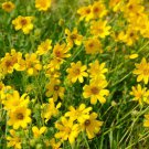 Engelmannia Peristenia Engelmann Daisy Flower Seeds Showy Flowers Easy to Grow