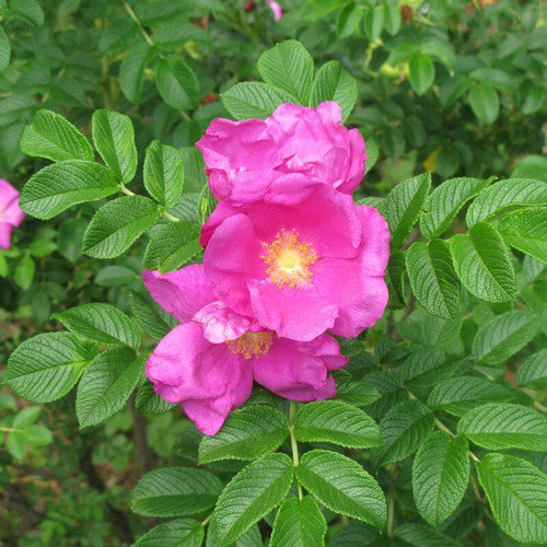 Rosa Rugosa Sand Rose Shrub Seeds Fragrant Longlasting Blooms Self Seeding Easy to Grow