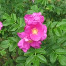 Rosa Rugosa Sand Rose Shrub Seeds Fragrant Longlasting Blooms Self Seeding Easy to Grow