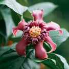 Calycanthus Floridus Carolina Allspice Shrub Seeds Incredible Fragrance Easy to Grow