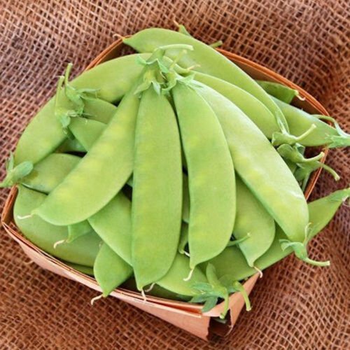 Mammoth Melting Sugar Pea Edible Pod Pisum Sativum Vegetable Seeds Huge Pods Easy to Grow