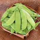 Mammoth Melting Sugar Pea Edible Pod Pisum Sativum Vegetable Seeds Huge Pods Easy to Grow Mammoth Melting Sugar Pea Edible Pod Pisum Sativum Vegetable Seeds Huge Pods Easy to Grow
