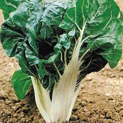 Silver Ice Swiss Chard Beta Vulgaris Cicla Vegetable Seeds Quick Grower Easy to Grow