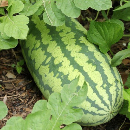 Congo Watermelon Citrullus Lanatus Vegetable Seeds Massive Size Easy to Grow