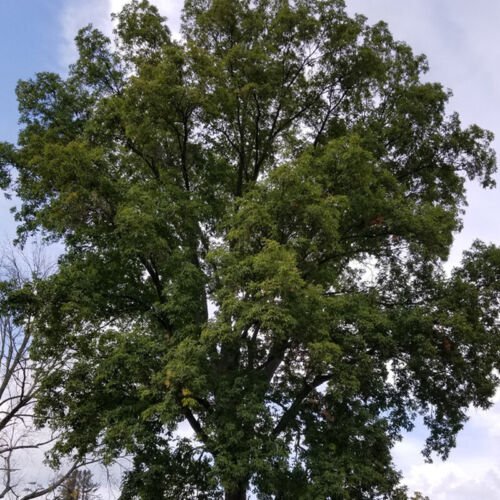 Carya Ovalis Red Hickory Tree Seeds Hardwood With Tough Properties Easy to Grow