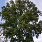 Carya Ovalis Red Hickory Tree Seeds Hardwood With Tough Properties Easy to Grow