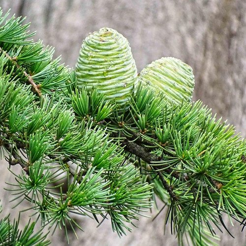 Cedrus Deodara Deodar Cedar Tree Seeds Evergreen Attractive Foliage Easy to Grow