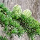 Cedrus Deodara Deodar Cedar Tree Seeds Evergreen Attractive Foliage Easy to Grow