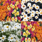 Chrysanthemum Species Mixed Flower Seeds Attractive Delicate Flowers Easy to Grow