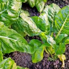 Perpetual Spinach Swiss Chard Beta Vulgaris Cicla Vegetable Seeds  Easy to Grow