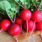 German Giant Radish Raphanus Sativus Vegetable Seeds Mildly Spicy Flavor Easy to Grow