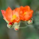 Sphaeralcea Munroana Munro'S Globemallow Flower Seeds Showy And Attractive Easy to Grow