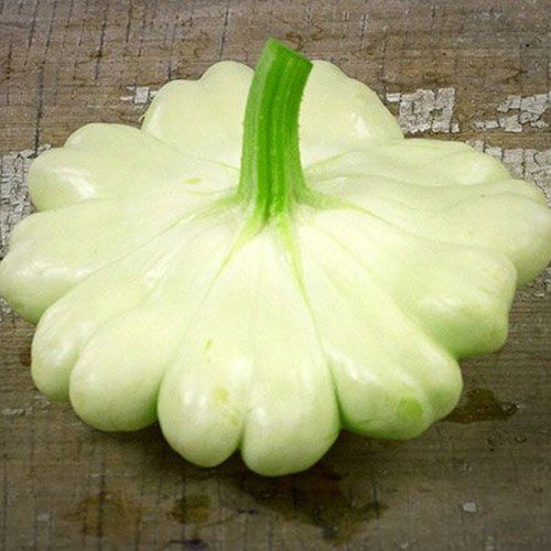 Bennings Green Tint Scallop Squash Summer Cucurbita Pepo Vegetable Seeds Easy to Grow