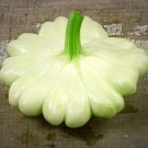 Bennings Green Tint Scallop Squash Summer Cucurbita Pepo Vegetable Seeds Easy to Grow