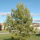 Pinus Sylvestris Central Massif French Blue Scotch Pine Tree Seeds Easy to Grow