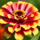 Zinnia Elegans Zinnia Bi Colored Sombrero Flower Seeds Delicate Blooms Easy to Grow