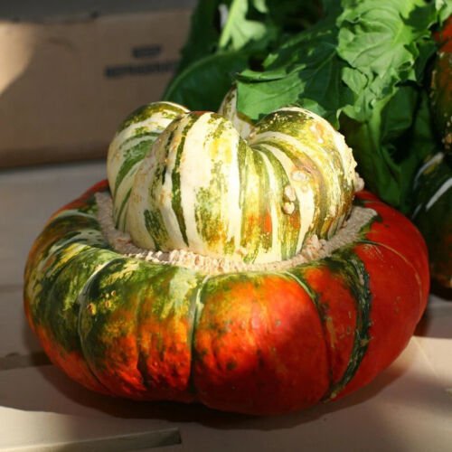 Turks Turban Gourd Cucurbita Maxima Vegetable Seeds Distinctive Appearance Easy to Grow