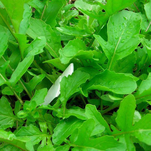Roquette Arugula Eruca Vesicaria Vegetable Seeds Peppery And Bold Flavor Easy to Grow