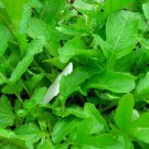 Roquette Arugula Eruca Vesicaria Vegetable Seeds Peppery And Bold Flavor Easy to Grow