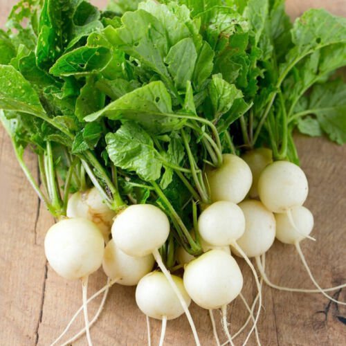 Hailstone Radish Raphanus Sativus Vegetable Seeds Quick To Harvest Easy to Grow