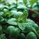 Mint Spearmint Mentha Spicata Herb Seeds  Grower Milder Mint Easy to Grow