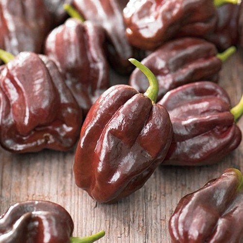 Habanero Chocolate Pepper Hot Capsicum Annuum Vegetable Seeds Extremely Hot Easy to Grow