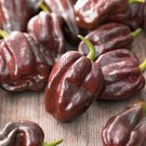 Habanero Chocolate Pepper Hot Capsicum Annuum Vegetable Seeds Extremely Hot Easy to Grow Habanero Chocolate Pepper Hot Capsicum Annuum Vegetable Seeds Extremely Hot Easy to Grow