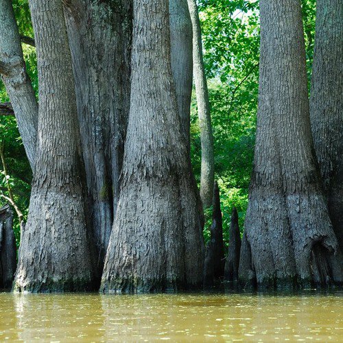 Nyssa Aquatica Water Tupelo Tree Seeds Greenish Yellow Flower Large And Tall Easy to Grow