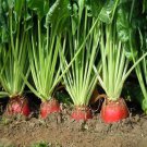 Red Mammoth Fodder Beet Beta Vulgaris Vegetable Seeds Hardy And Versatile Easy to Grow Red Mammoth Fodder Beet Beta Vulgaris Vegetable Seeds Hardy And Versatile Easy to Grow
